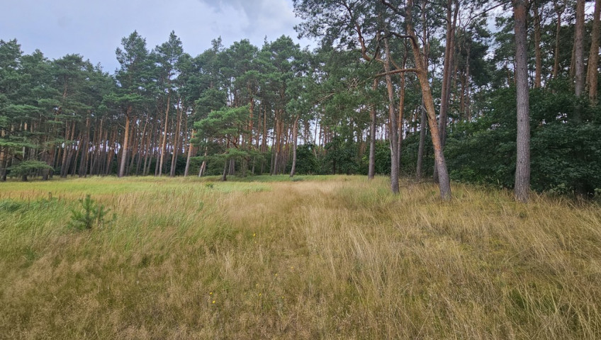 Działka Sprzedaż Murzynowo Warcińska