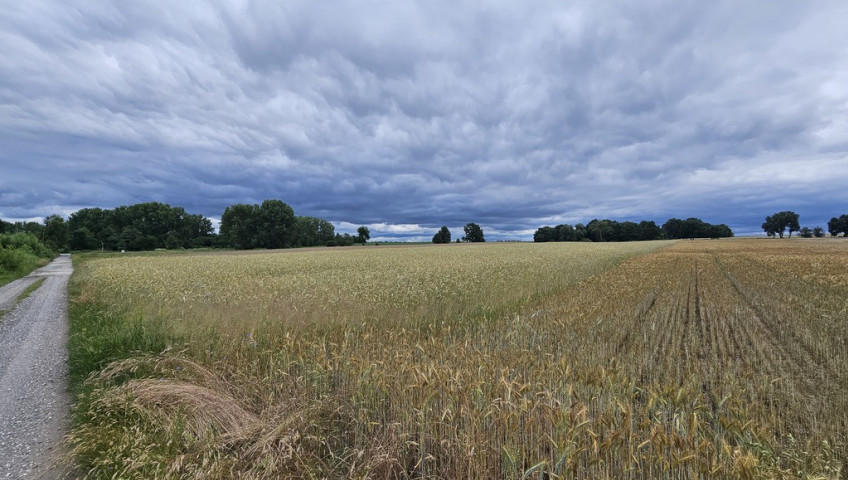 Działka Sprzedaż Wojcieszyce