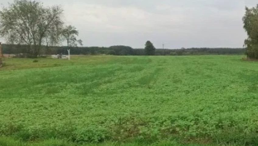 Działka Sprzedaż Ściechów
