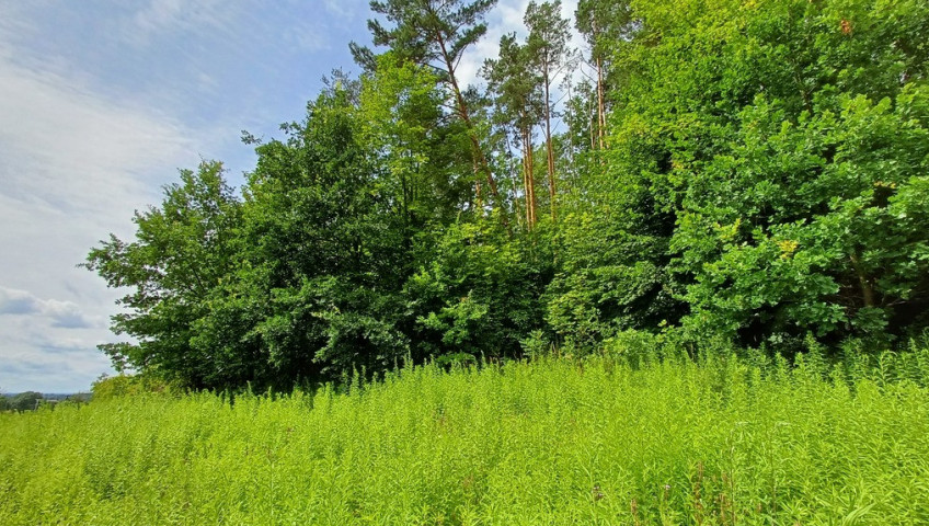 Działka Sprzedaż Jenin